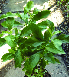 Rhinacanthus nasutus leaf4.png
